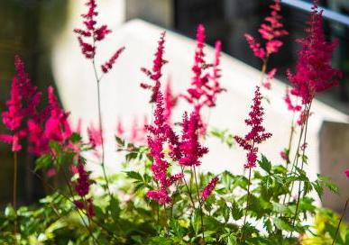 Pink Flowers