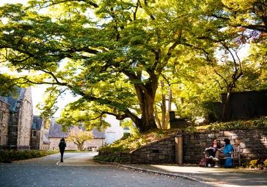 Trees and a bicycle